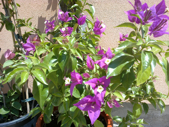 07072012984 - bougainvillea