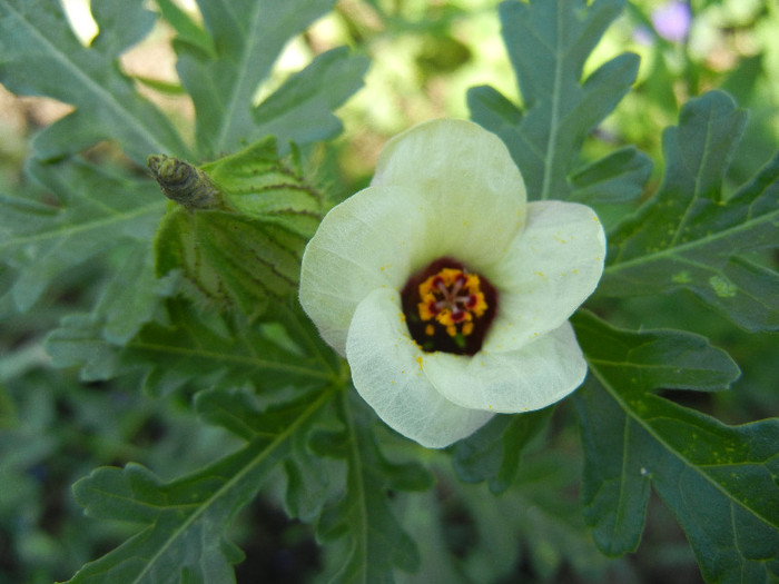 Flower-of-an-Hour (2012, July 03) - Hibiscus trionum