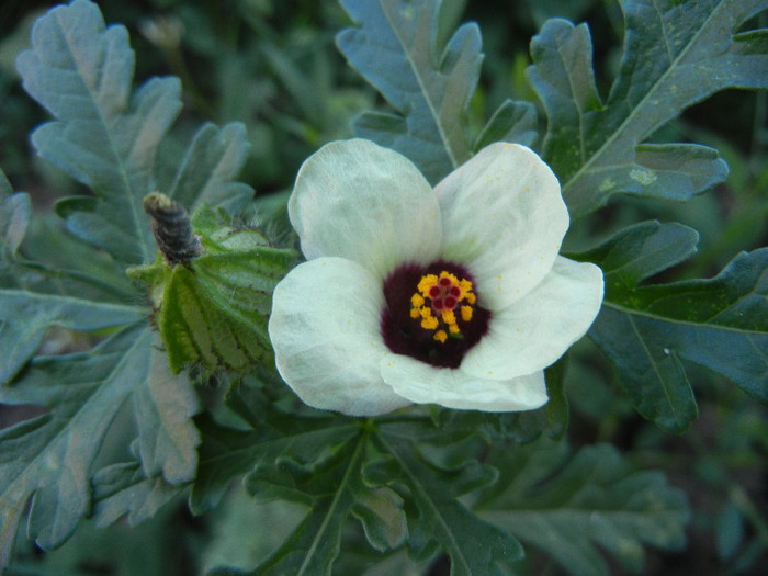 Flower-of-an-Hour (2012, July 03) - Hibiscus trionum