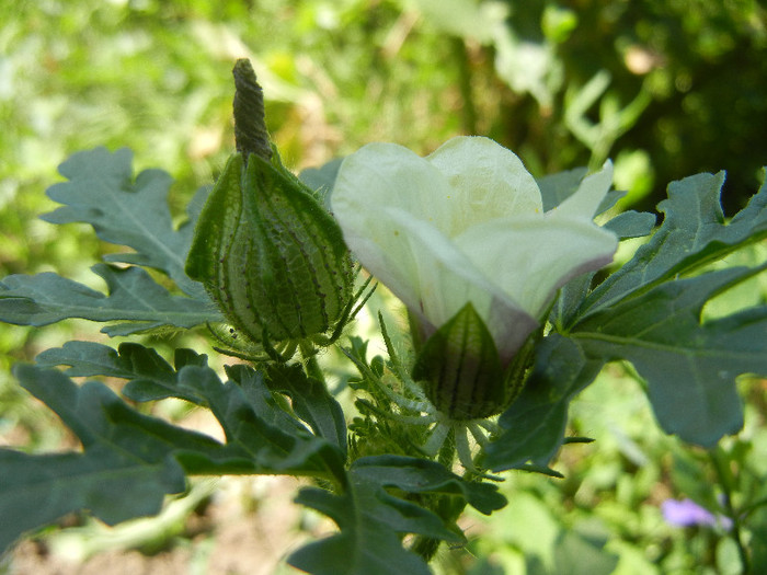 Flower-of-an-Hour (2012, July 03) - Hibiscus trionum