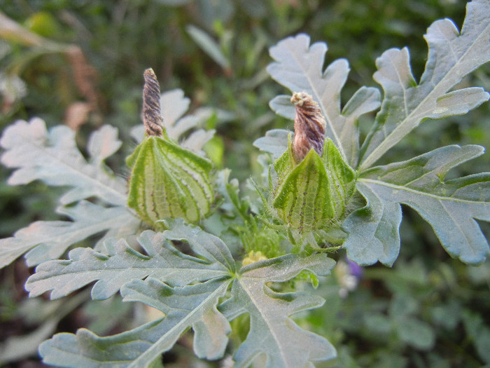 Hibiscus trionum (2012, July 05) - Hibiscus trionum