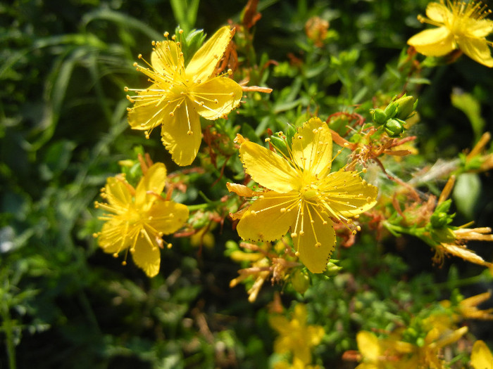 St. Johns Wort (2012, July 02) - Hypericum perforatum