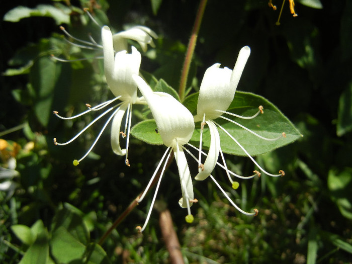 Lonicera japonica (2012, July 03)