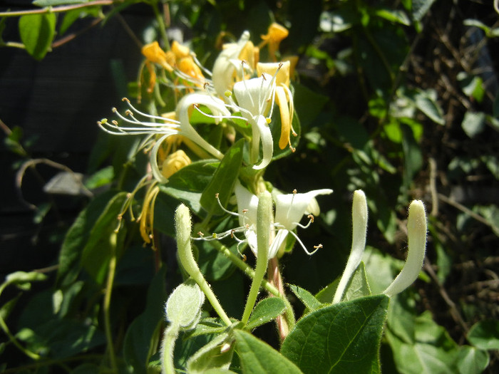 Lonicera japonica (2012, July 03)