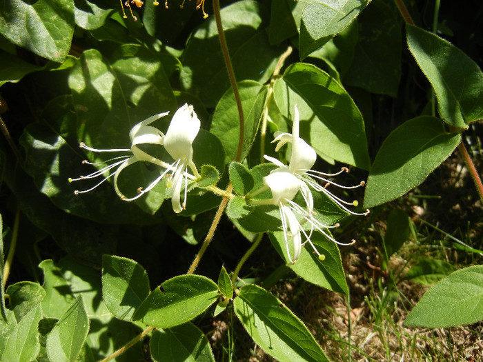 Lonicera japonica (2012, July 03) - LONICERA Japonica