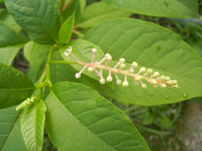 Phytolacca americana (2012, July 01)