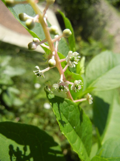 Phytolacca americana (2012, July 03) - Phytolacca americana