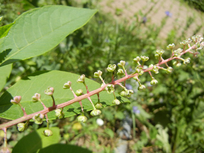 American Pokeweed (2012, July 03) - Phytolacca americana