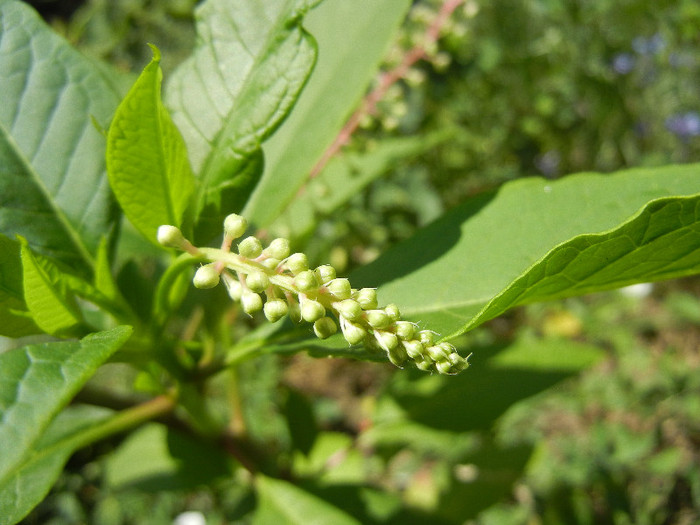 American Pokeweed (2012, July 03) - Phytolacca americana