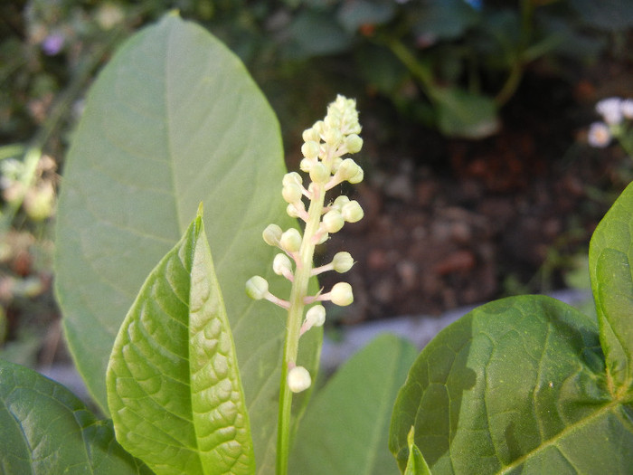 American Pokeweed (2012, July 05) - Phytolacca americana