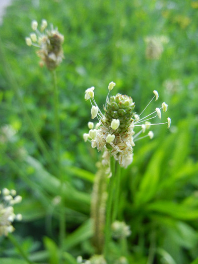 Plantago lanceolata (2012, July 02) - Plantago lanceolata_Plantain