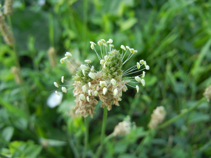 Ribwort Plantain (2012, July 02) - Plantago lanceolata_Plantain