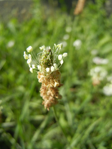 Ribwort Plantain (2012, July 02)