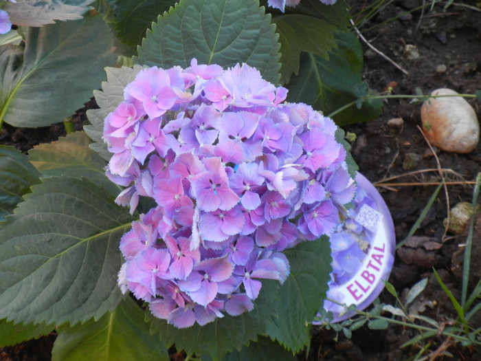 Hydrangea Elbtal (2012, July 02) - Hydrangea Elbtal