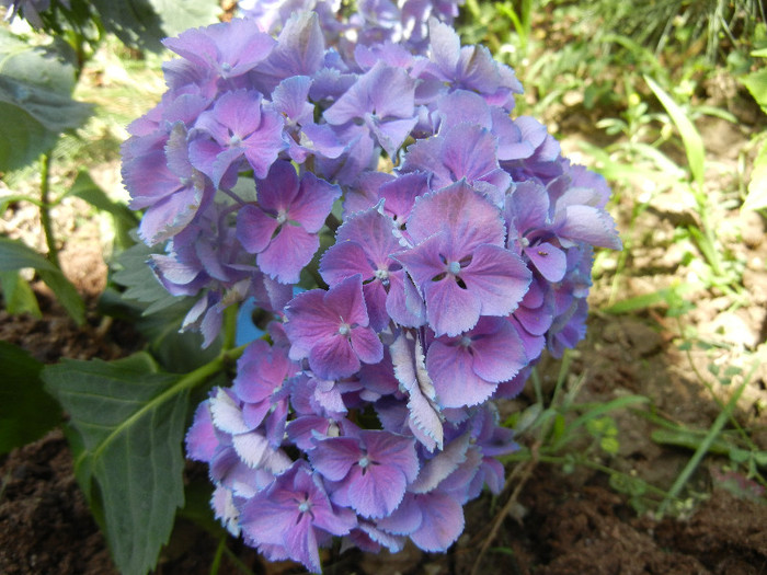 Hydrangea Elbtal (2012, July 03)