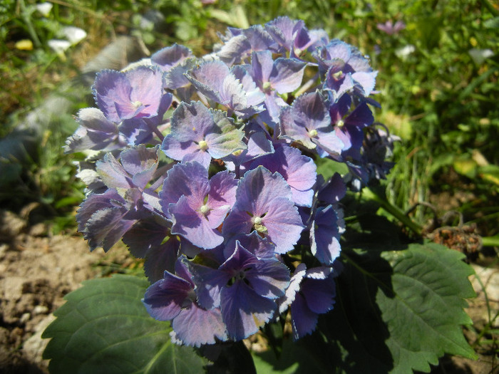 Hydrangea Elbtal (2012, July 03) - Hydrangea Elbtal