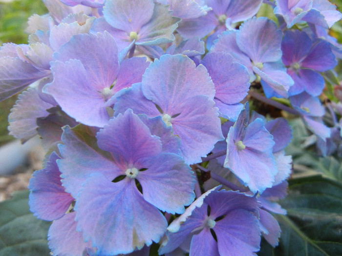 Hydrangea Elbtal (2012, July 03) - Hydrangea Elbtal