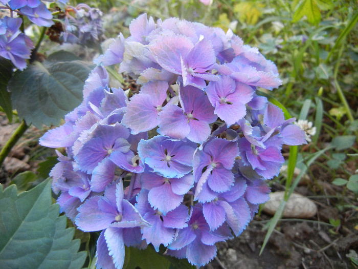 Hydrangea Elbtal (2012, July 03) - Hydrangea Elbtal