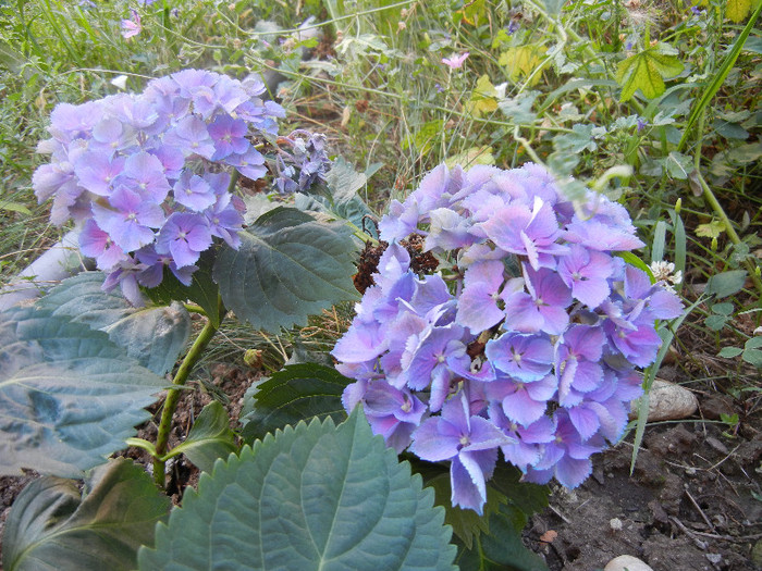 Hydrangea Elbtal (2012, July 03)