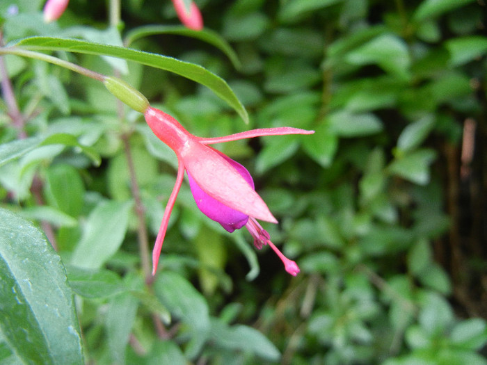 Fuchsia magellanica Gracilis (`12, Jul.02) - Fuchsia magellanica Gracilis