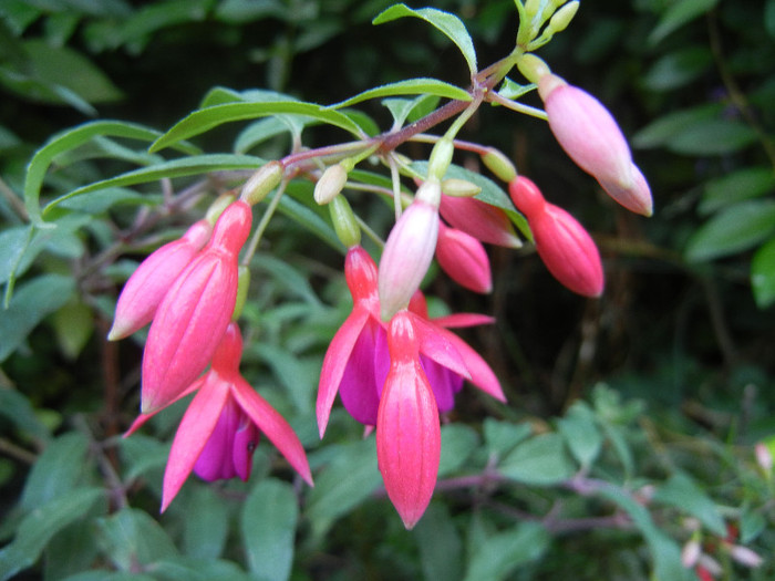 Fuchsia magellanica Gracilis (`12, Jul.02) - Fuchsia magellanica Gracilis