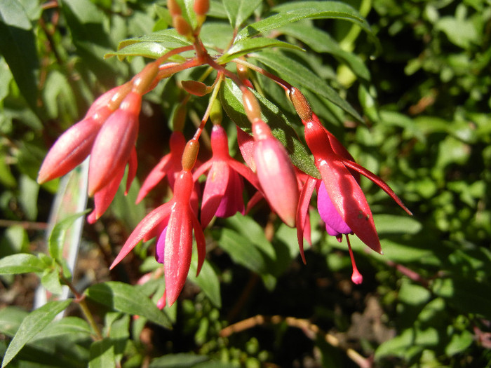 Fuchsia magellanica Gracilis (`12, Jul.03) - Fuchsia magellanica Gracilis