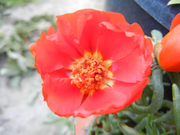 Portulaca grandiflora (2012, July 03)