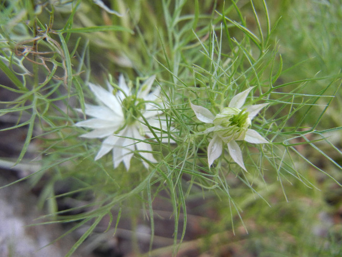 Nigella damascena (2012, July 06) - NIGELLA Damascena