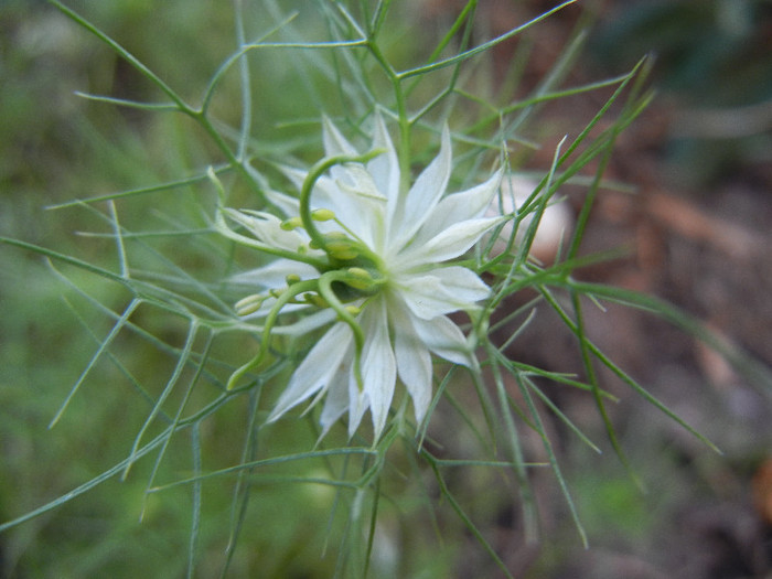 Nigella damascena (2012, July 06) - NIGELLA Damascena