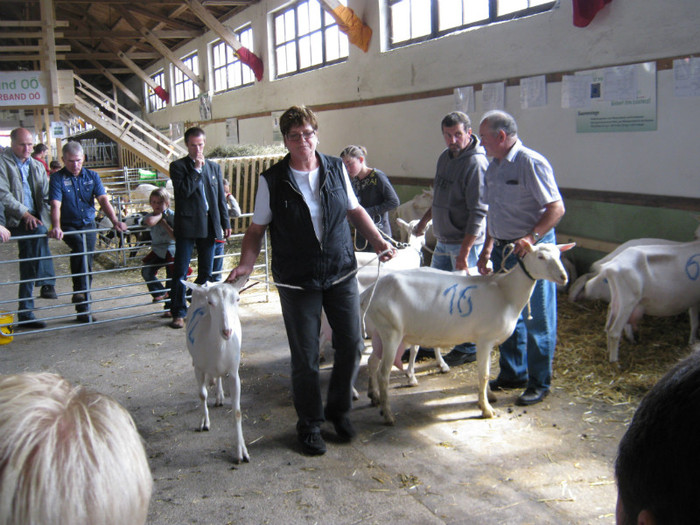 28-07-2012 va asteptam - crescatori de capre -austria ziege farm