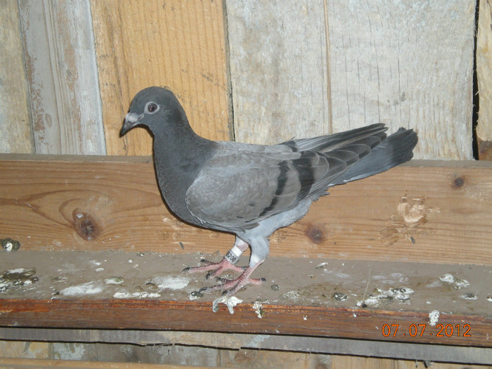 DSCN3819 - Pui-2012