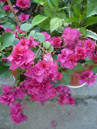 07.06.2012 - zzz-BOUGAINVILLEA-2012
