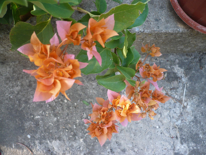 P1150476