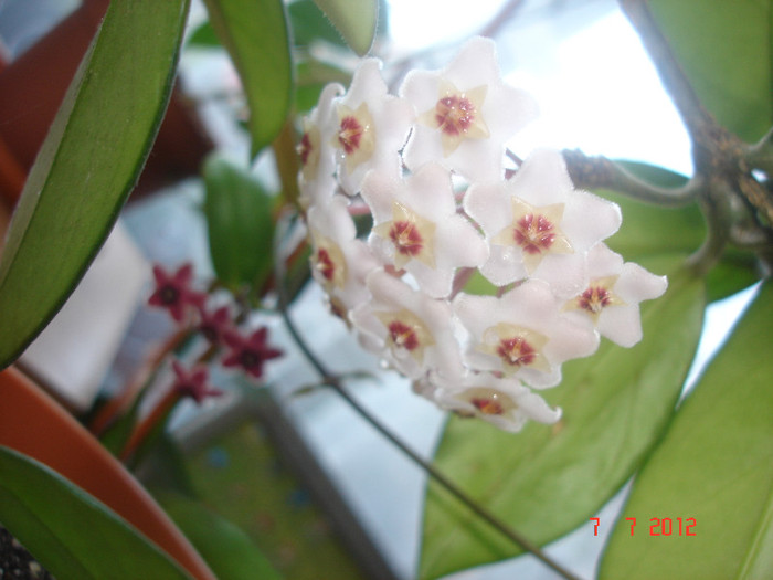 DSC05017 - Hoya Carnosa