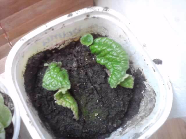 puiuti streptocarpus roullete - Reusite