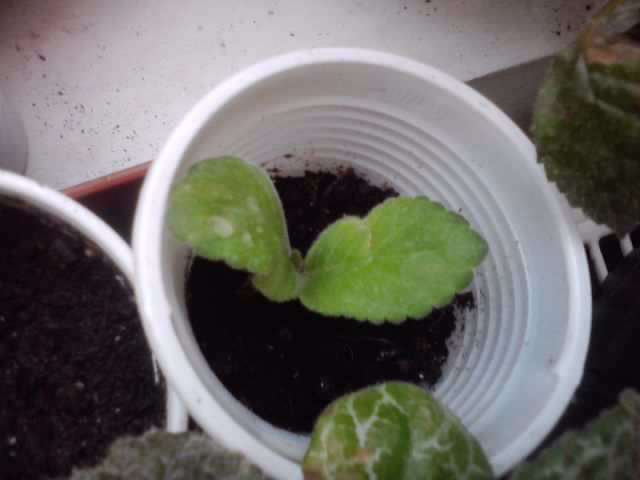 tigrina red-multumesc flori