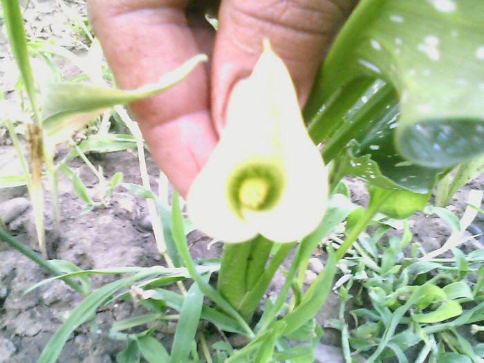 Picture 001 - gladiole