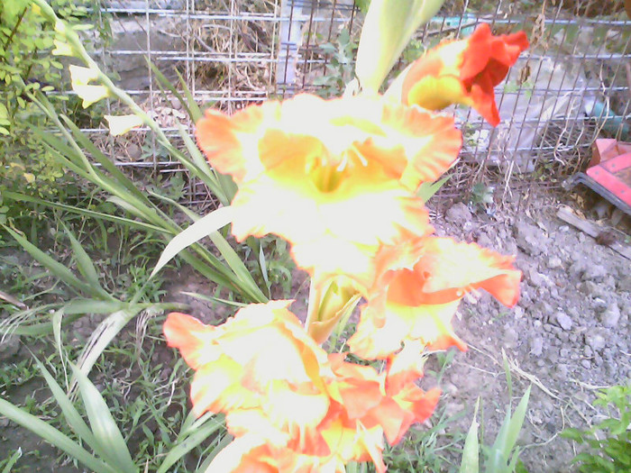 Picture 003 - gladiole