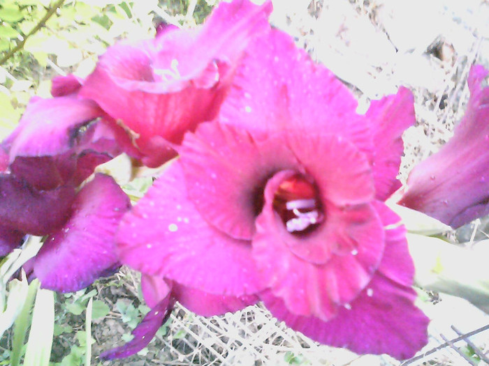 Picture 005 - gladiole