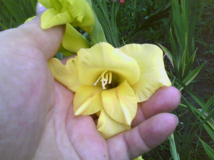 Picture 006 - gladiole