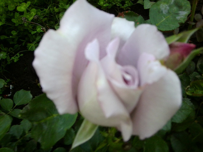 Fotografie4707 - roze2012