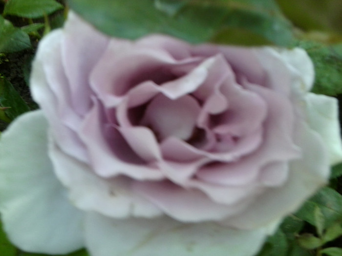 Fotografie4709 - roze2012