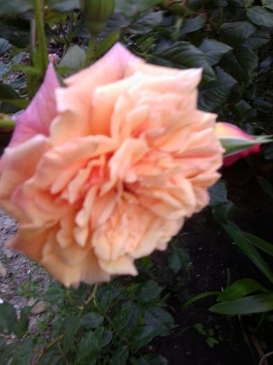 aloha-urcator - roze2012