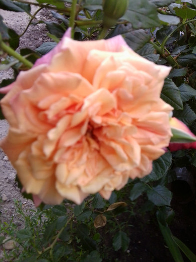 aloha catarator - roze2012