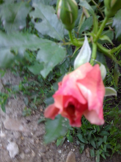 Fotografie4714 - roze2012