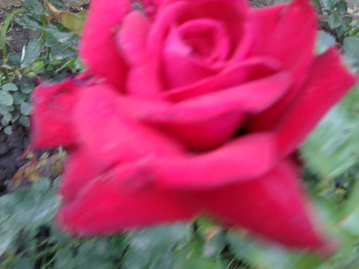 Fotografie4715 - roze2012