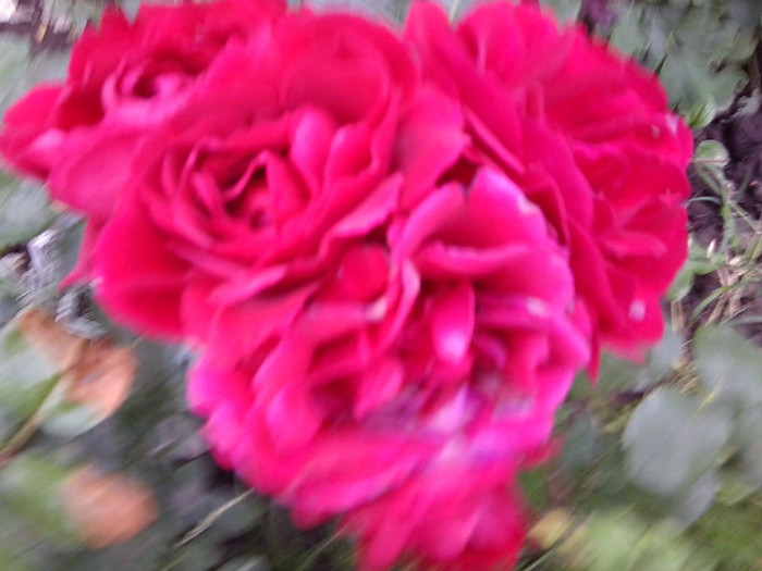 Fotografie4716 - roze2012