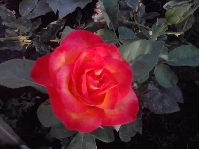 P070712_19.29 - roze2012