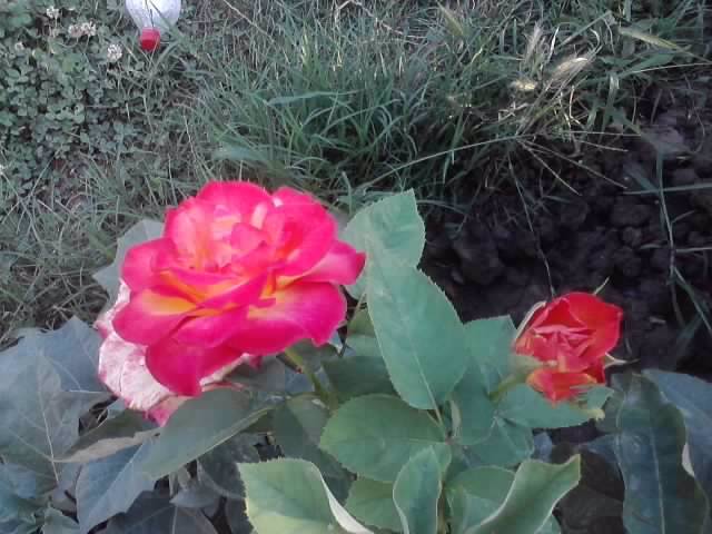 P070712_19.29_[01] - roze2012
