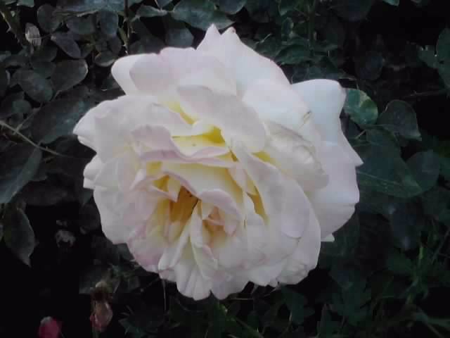 P070712_19.29_[03] - roze2012